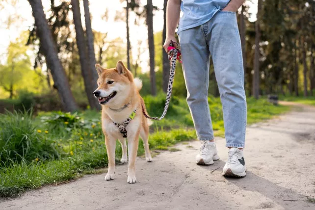 Campagna MicrochippAmali: Iscrizione Anagrafe Canina ad Avigliano